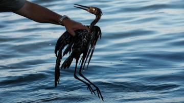 Sparkling waters hide some lasting harm from 2010 oil spill