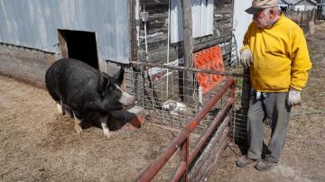 US pork farmers panic as virus ruins hopes for great year