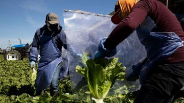 Essential farmworkers risk COVID-19 exposure to maintain food supply