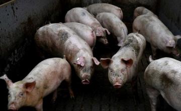First Outbreak Of African Swine Flu Kills 2,500 Pigs In Assam