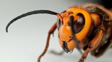 'Murder Hornets' Are Unlikely to Murder You Personally