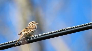 Identify Chirps in Your Area With This Birdsong Quiz