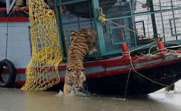 Tigers At Sundarbans In Bengal Find Lockdown Grrreat