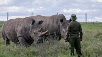 Africa's endangered wildlife at risk as tourism dries up