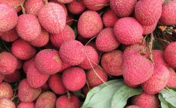 Bihar Government To Deliver "Shahi Litchi" In Parts Of State