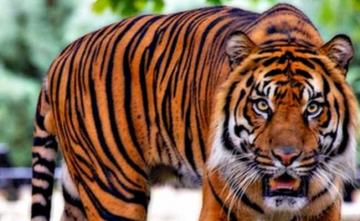 Maharashtra Man Jumps Into Tiger Enclosure At Aurangabad Zoo