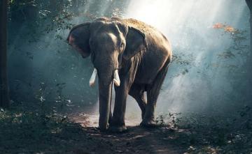 App, Medical Unit To Lessen Man-Elephant Conflict In West Bengal