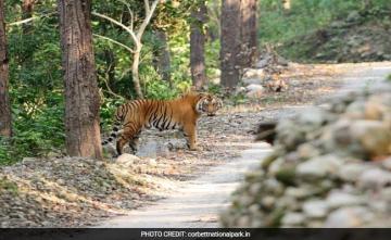 Corbett Tiger Reserve Reopens For Tourists After Nearly 3 Months