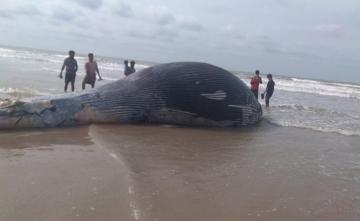 35-Foot Whale Washes Up On Bengal's Mandarmani Beach