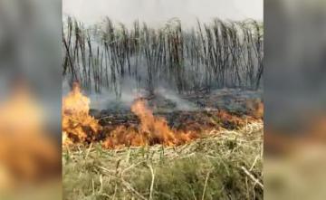 No Mill Amid Lockdown, Punjab Farmer Burns Sugarcane Worth Rs 5 Lakh