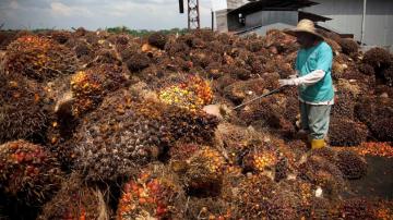 Malaysian palm oil giant hit with forced labor allegations