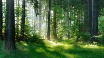 It's Time to Reduce Stress With Some Virtual Forest Bathing