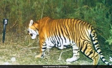 After 15 Years, Camera Trap Shows Successful Breeding Of Tigers In Assam