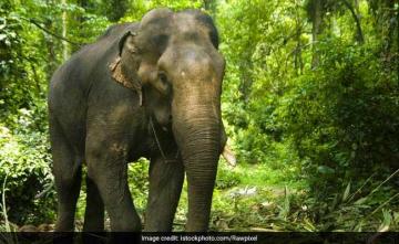 India's Largest Wildlife Orphanage To Come Up In Maharashtra's Warje