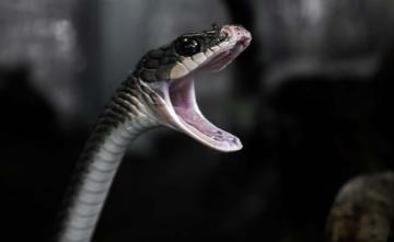 International Racket Dealing In Snake Venom Busted In West Bengal: Police