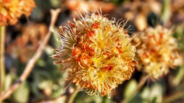 AP Exclusive: Rare wildflower could jeopardize lithium mine