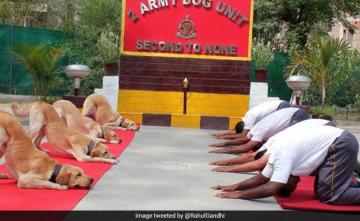 Army Dogs Vida, Sophie Awarded "Commendation Cards" On Independence Day