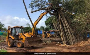 Crowd-Funding Initiative Helps Save Over 100-Year-Old Banyan Tree In Goa