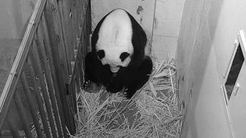 Giant panda cub born at National Zoo