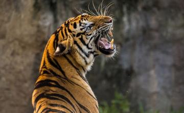 Sniffer Dog Plays Key Role In Arrest Of 5 Tiger Poachers In Karnataka