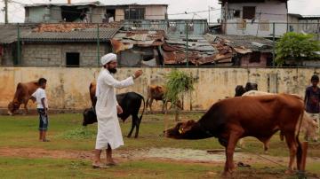 Sri Lanka government decides to ban cattle slaughter