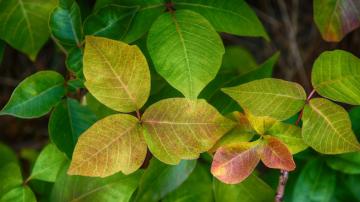 Poison Ivy Changes Color in the Fall
