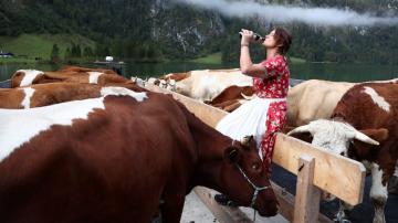 Pandemic spells quieter return from Alps for Bavarian cows
