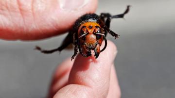 Signs of Asian giant hornet nest found in Washington state