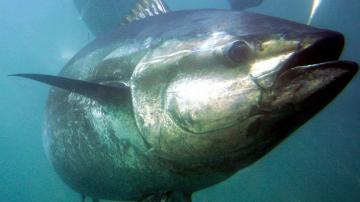 Bluefin tuna in focus as Japan seeks boost to catch limits