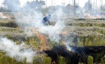 Court Notice To Centre On Plea To Ban Stubble Burning In Punjab, Haryana