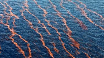 Suit: Feds ignore risk of huge spills to endangered species