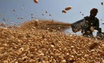 Amarinder Singh Approves Wheat Seed Subsidy Policy For Farmers