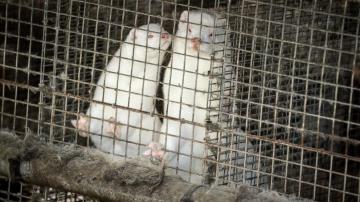 Denmark wants to cull all farmed minks over COVID fears