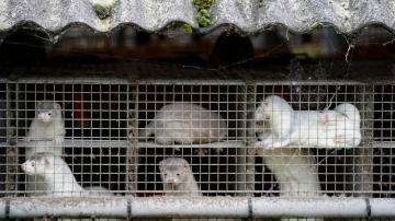 North Denmark in lockdown over mutated virus in mink farms