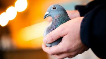 Belgian racing pigeon fetches record price of $1.9 million