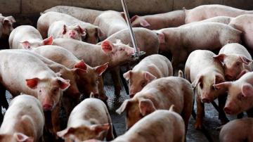 Court upholds nuisance verdicts against hog-production giant
