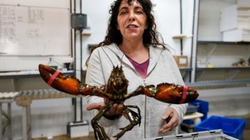 Lobster biz hopes for stability after tumultuous Trump era