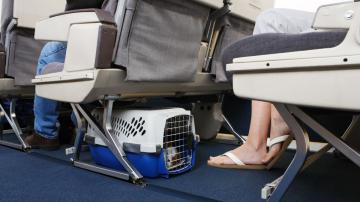 Can You Bring Your Emotional Support Animal on Your Next Flight?