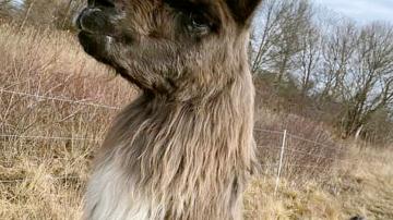 'Very chill' llama found wandering off highway