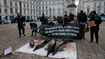 Dead dolphin protest seeks better French fishing practices