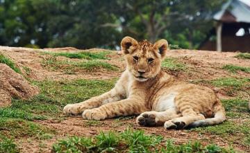 34 Suspected Poachers Arrested After Lion Cub Found In Snare In Gujarat