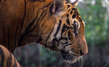 Top Court Stays Decision Allowing Private Bus In Core Area Of Corbett Tiger Reserve