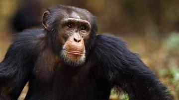 12 primates die at Texas animal sanctuary after frigid weather causes power failure