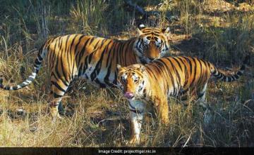 93 Tiger Deaths In 3 Years, 25 Due To Poaching: Madhya Pradesh Minister