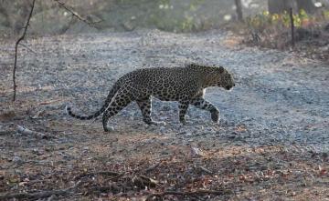 Elderly Man Killed By Leopard In Maharashtra's Gondia District