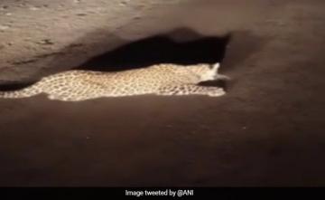 Forest Department Rescues Leopard Hit By Moving Vehicle In Nashik