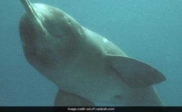 Pregnant Gangetic Dolphin Found Dead In Uttar Pradesh's Bahraich