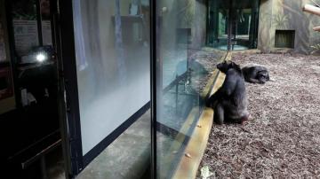 Chimpanzees at Czech zoo get screen time amid virus lockdown
