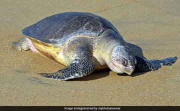 Number Of Deaths Of Olive Ridley Turtles Declines In Odisha: Official