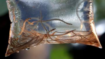 Maine's baby eel fishermen hope for normalcy in 2021